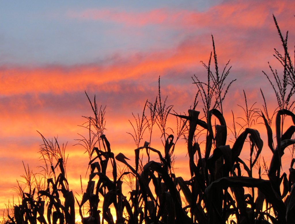 Cornfield Sunset by Monica Hawse