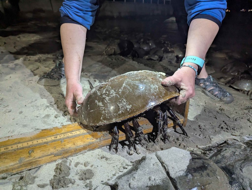 A horseshoe crab being held by a scientist