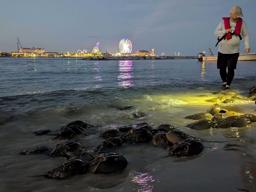 Horseshoe crabs on a dark beach