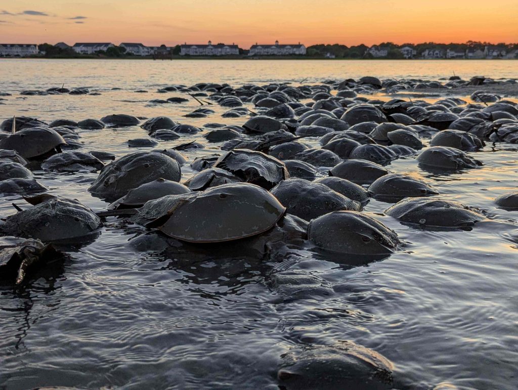 Horsehoe crabs spawning at a beach
