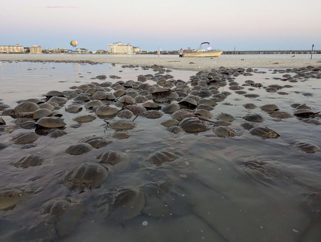 Dozens of horseshoe crabs on a sandy beach