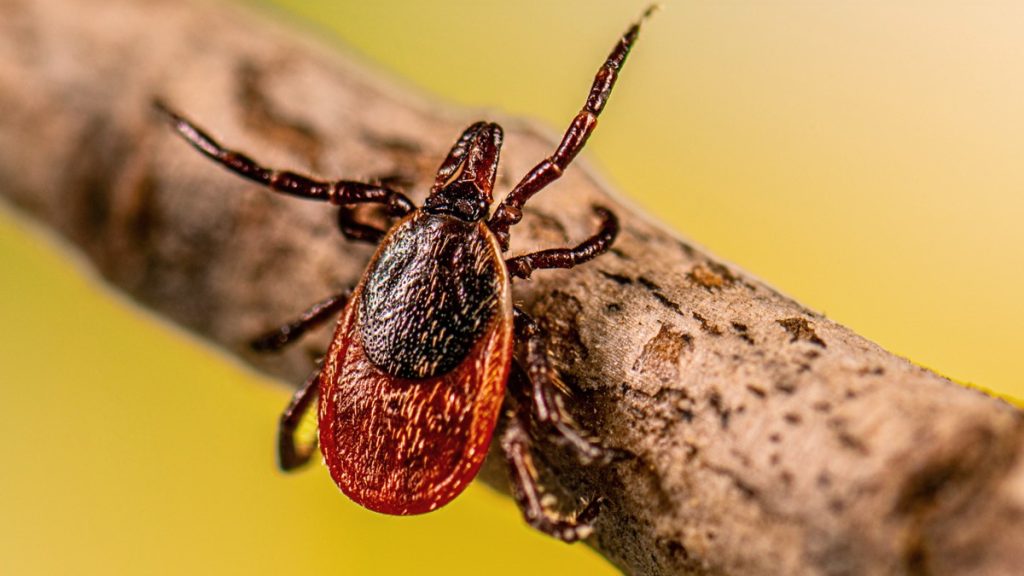 Ixodes scapularis (blacklegged tick).