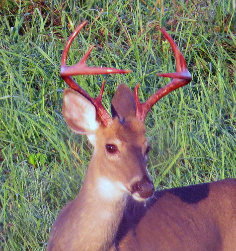 A male white-tailed deer in Howard County, taken by Jeff Culler