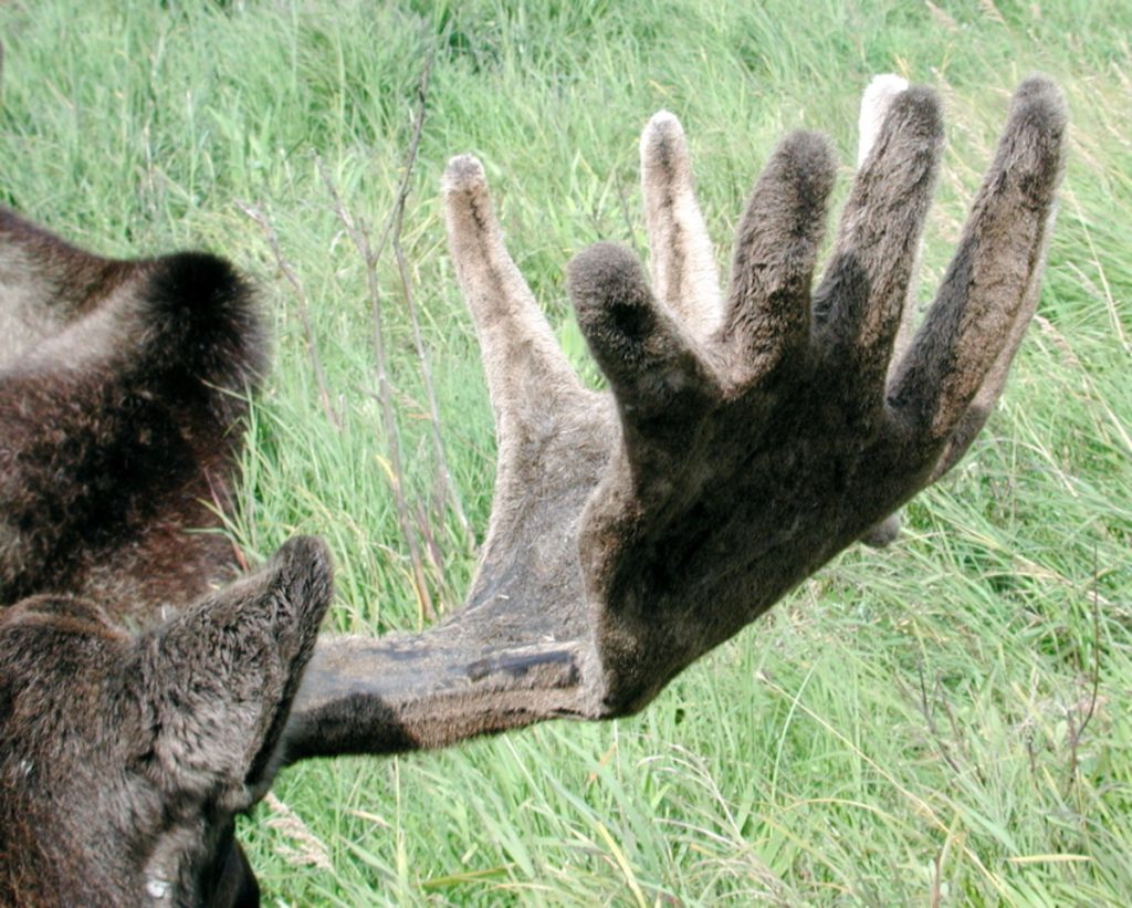 Photo by Karen Laubenstein, US Fish and Wildlife Service