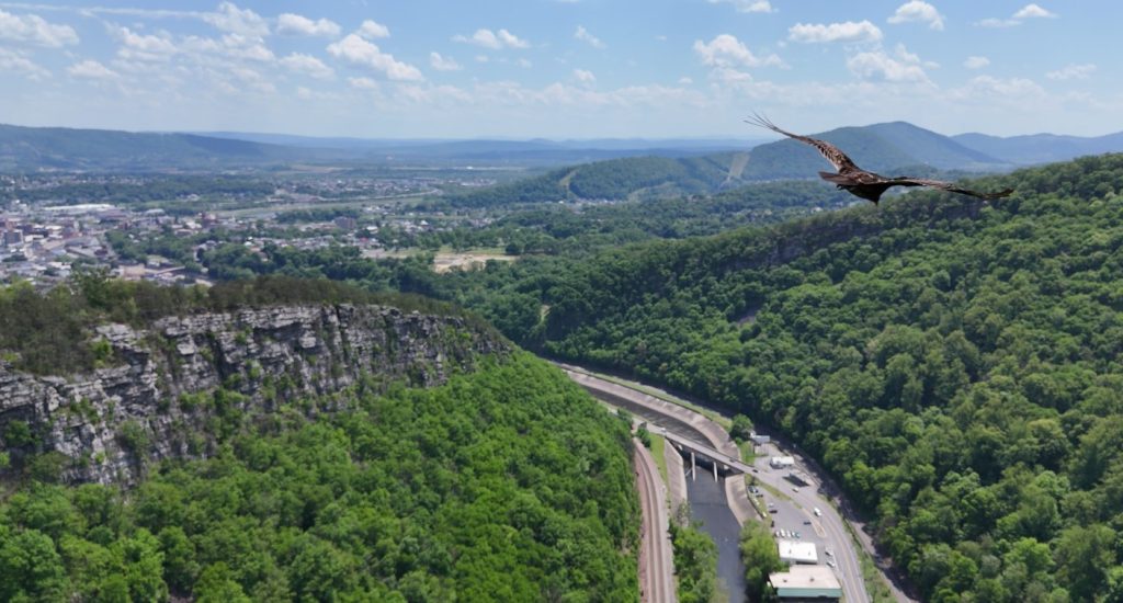 A bird flew into the frame in this drone photo taken near the overlook at Wills Mountain State Park - AJ Metcalf.jpg
