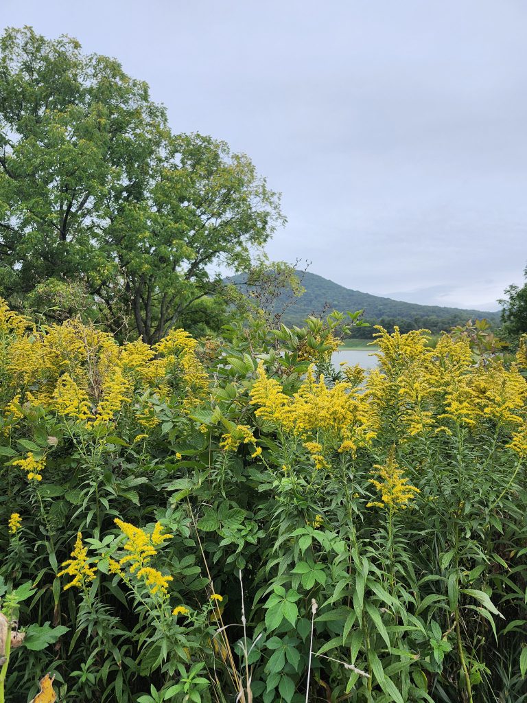 Goldenrod with black walnut showing some color in background 