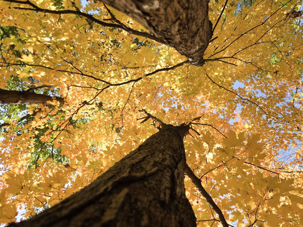 Yellow leaves on a tree