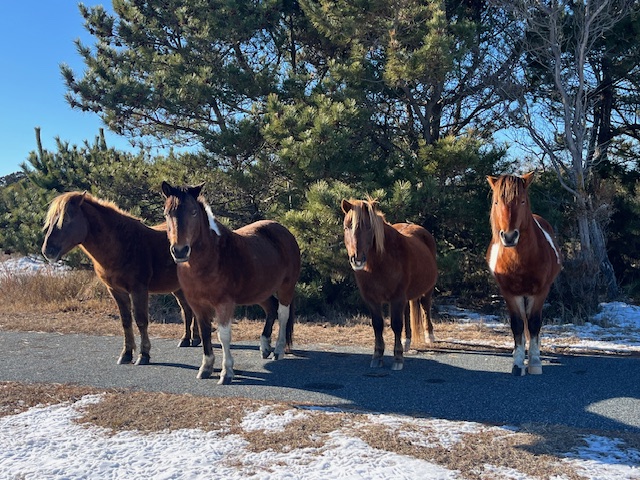 Assateague Winter 2025 - January 6th Snow Storm - DNR Staff