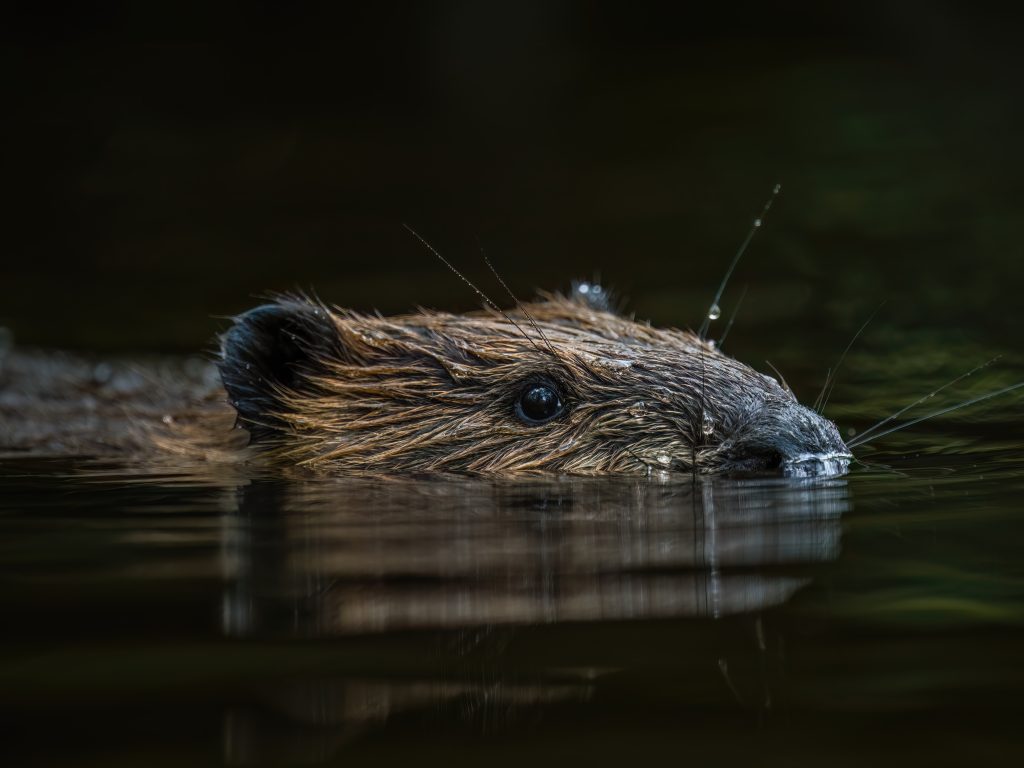Beaver by William Pully, DNR Photo Contest 2023