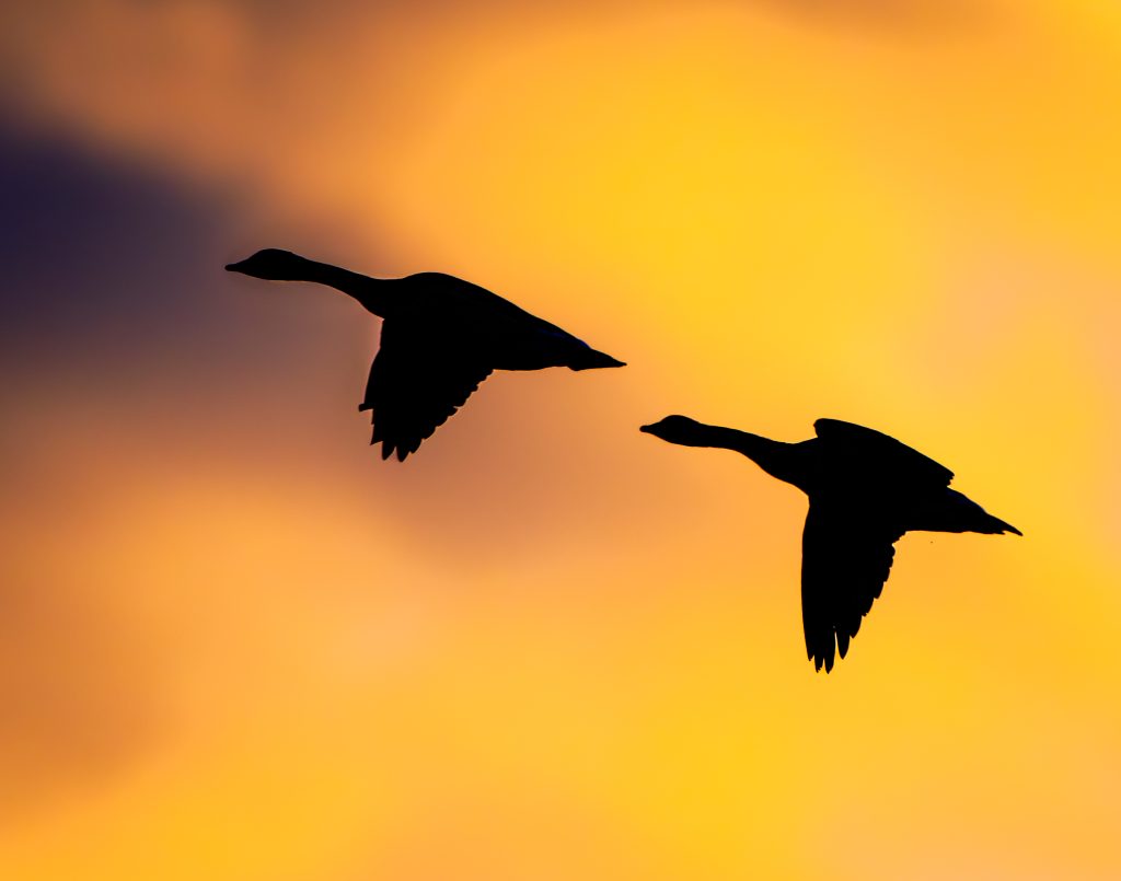 Birds Into the Sun by Brian Reidy, DNR Photo Contest 2024