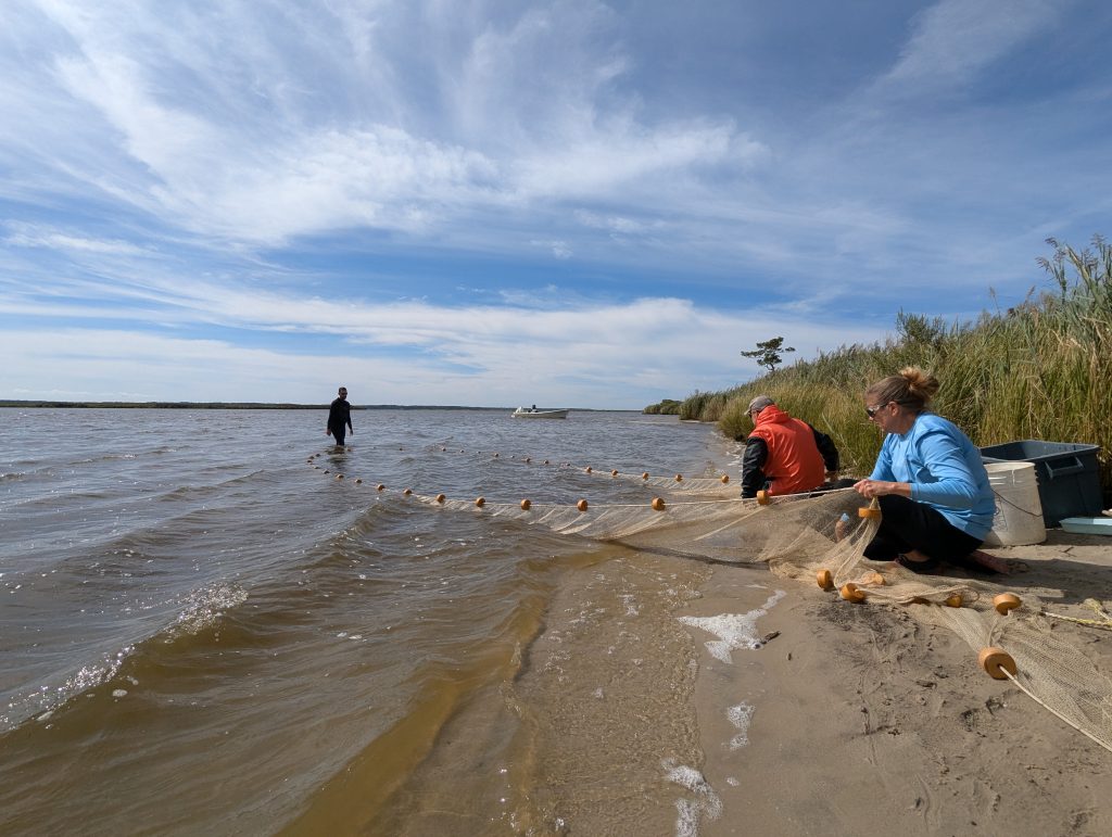 Biologists with a seine net at a river