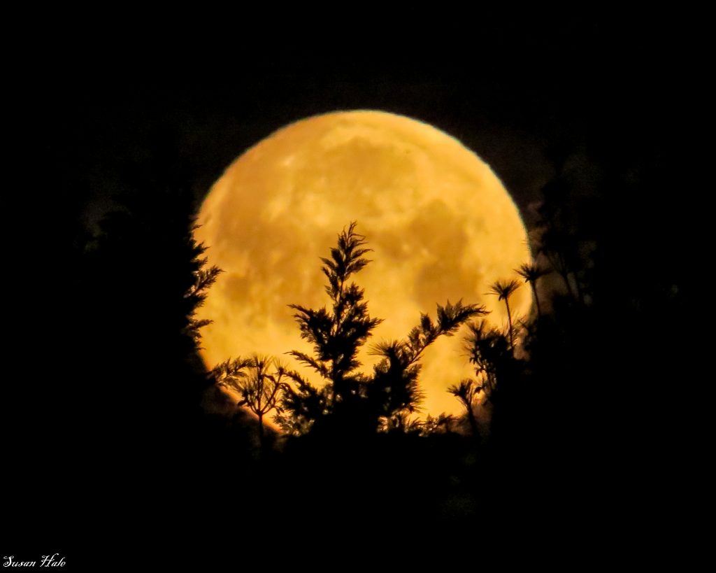 Setting Full Moon by Susan Hale, submitted to the 2016 Maryland DNR Photo Contest