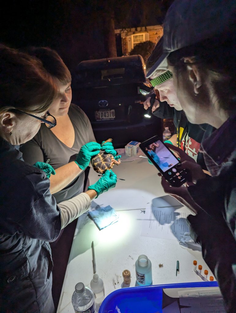 People inspecting turtles on a table at night