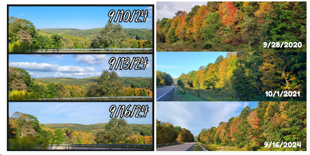 Foliage comparison from this year and years past. This year the leaves are less vibrant.